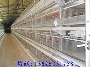 雞籠廠選購指南 價(jià)格、樣式與工程機(jī)械設(shè)備研發(fā)趨勢